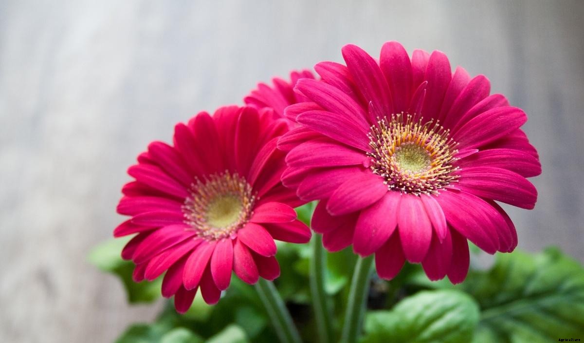 Growing Gerbera Daisy in Pots – a Full Guide