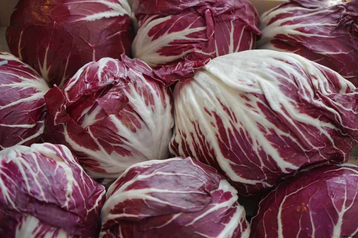 Growing Radicchio in Pots from Seeds – a Full Guide