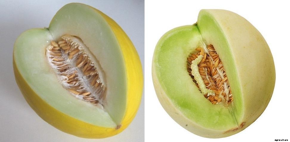 Growing Honeydew Melons – A Full Guide