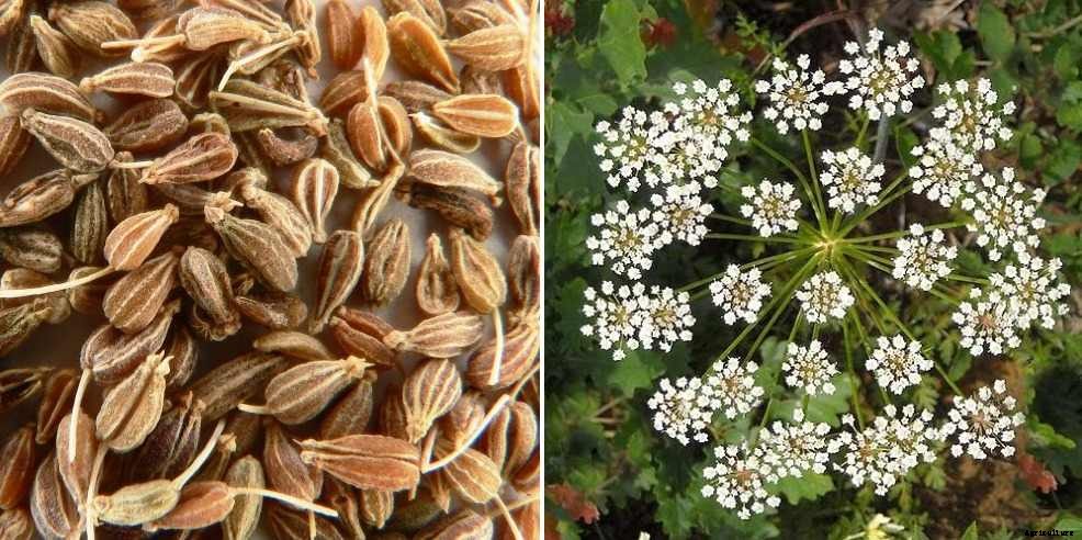 Growing Anise Indoors from Seed – a Full Guide