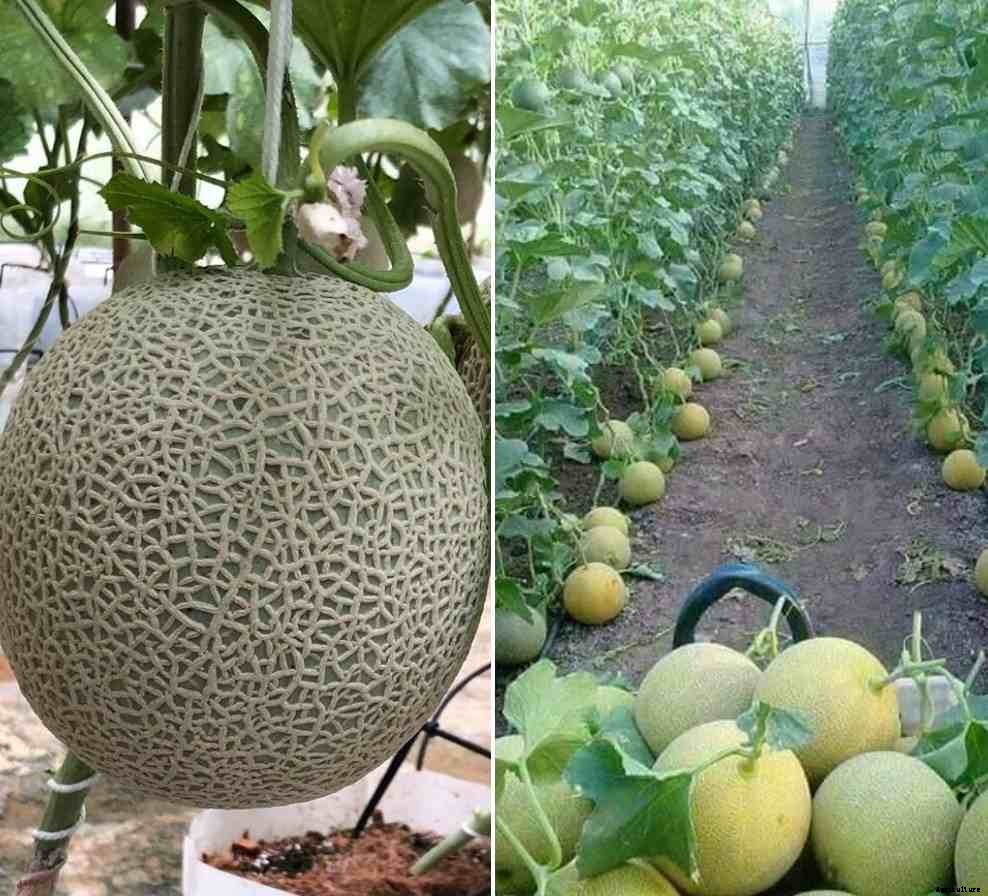 Growing Muskmelon Indoors from Seed – a Full Guide
