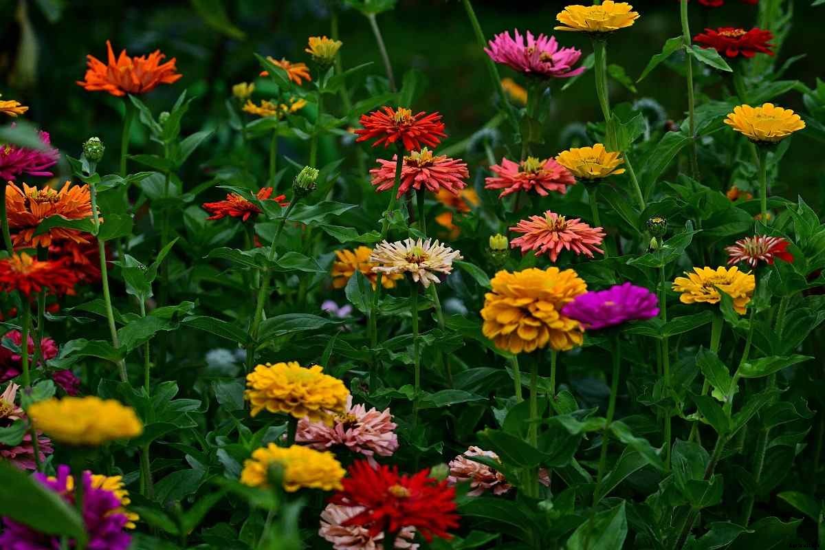 Growing Zinnia Flowers Indoors from Seed, and Cuttings