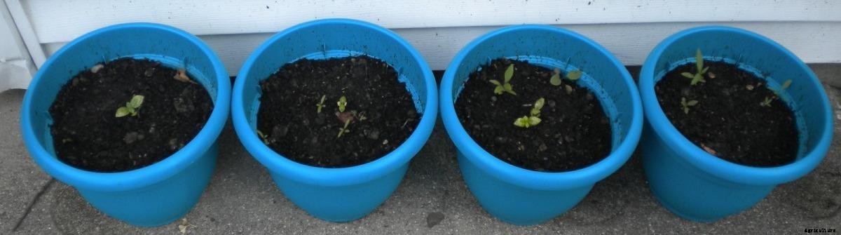 Growing Herbs Organically in the Backyard