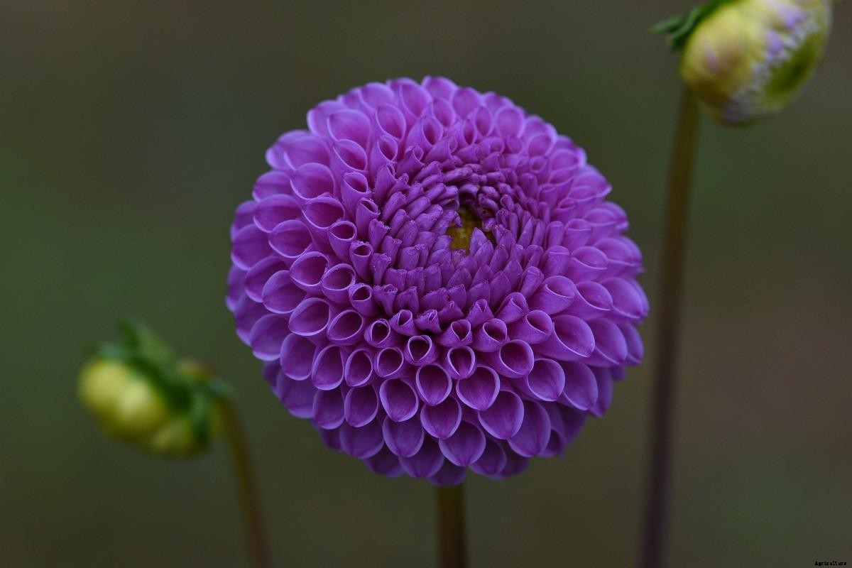 Growing Dahlia Indoors from Seed, and Cuttings