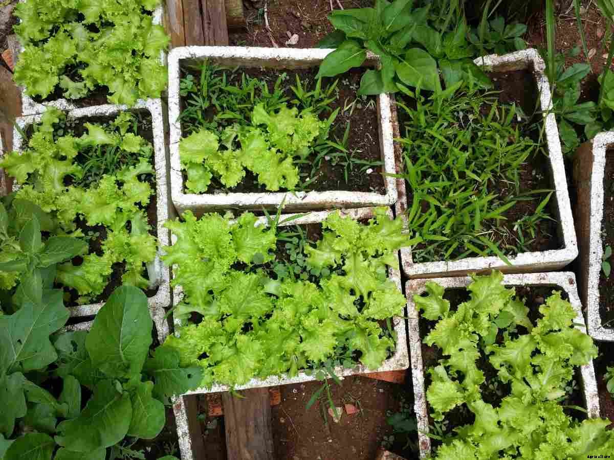 Growing Vegetables Organically in the Backyard