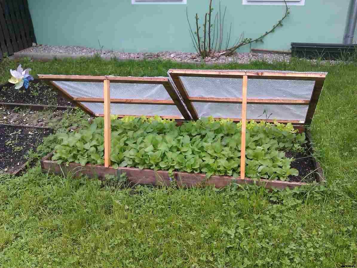 Growing Vegetables Organically in the Backyard