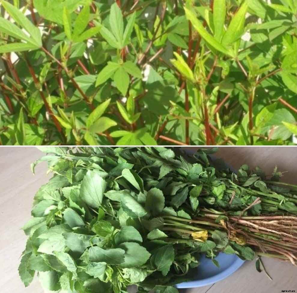 Growing Gongura in Containers from Seeds, and Cuttings