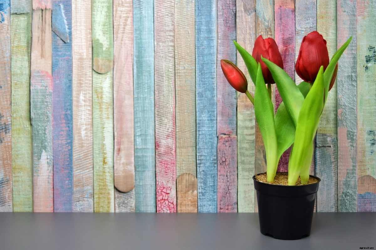 Growing Tulips Indoors from Seed in Pots, Containers