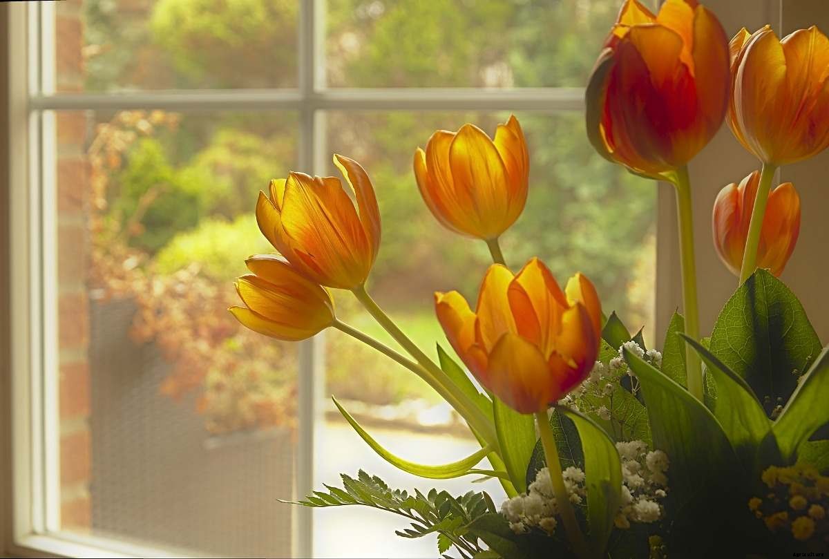 Growing Tulips Indoors from Seed in Pots, Containers