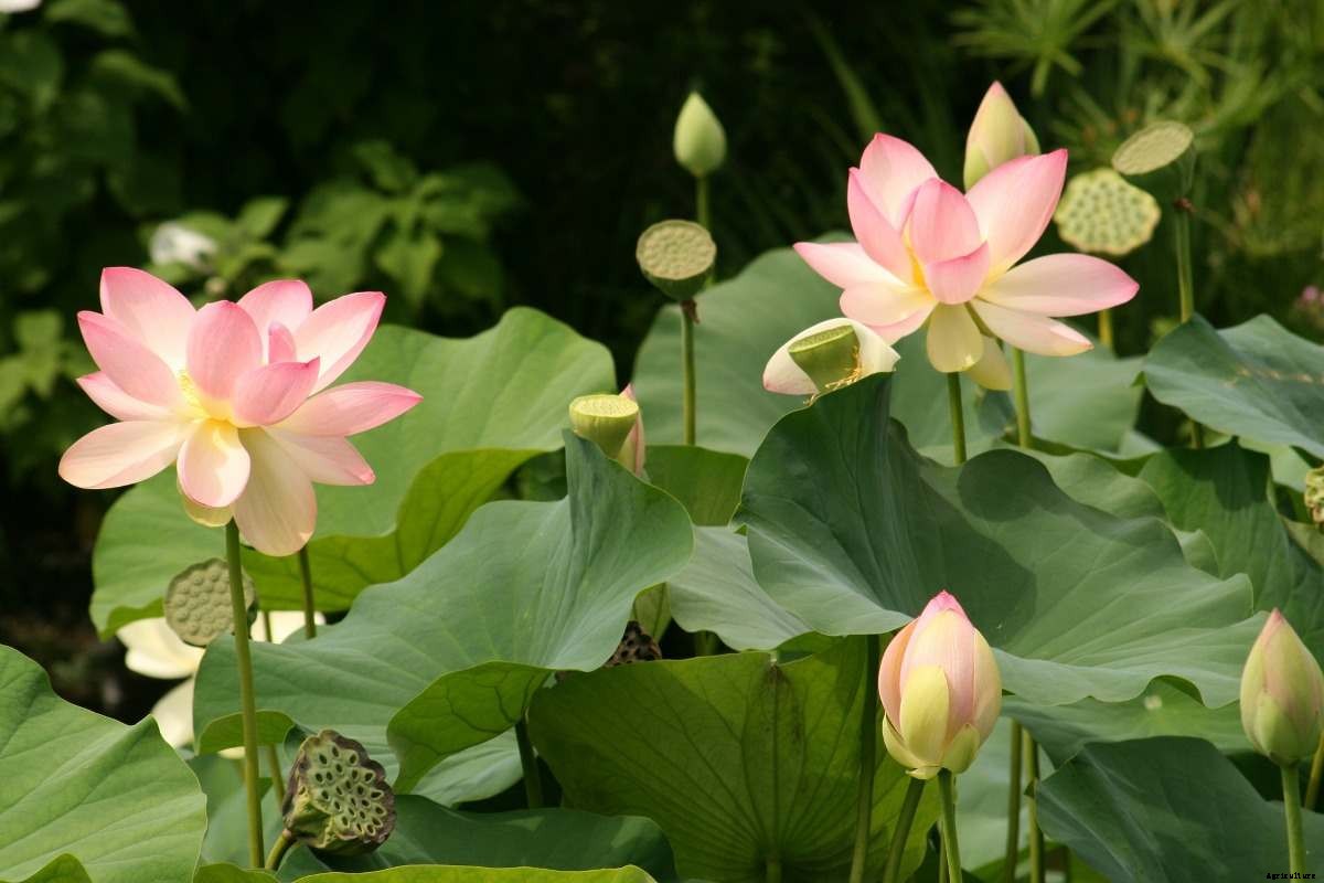 Growing Lotus Indoors from Seed, Tubers in Containers