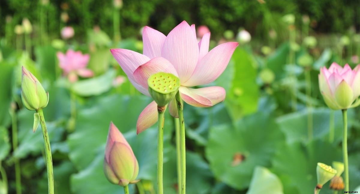 Growing Lotus Indoors from Seed, Tubers in Containers