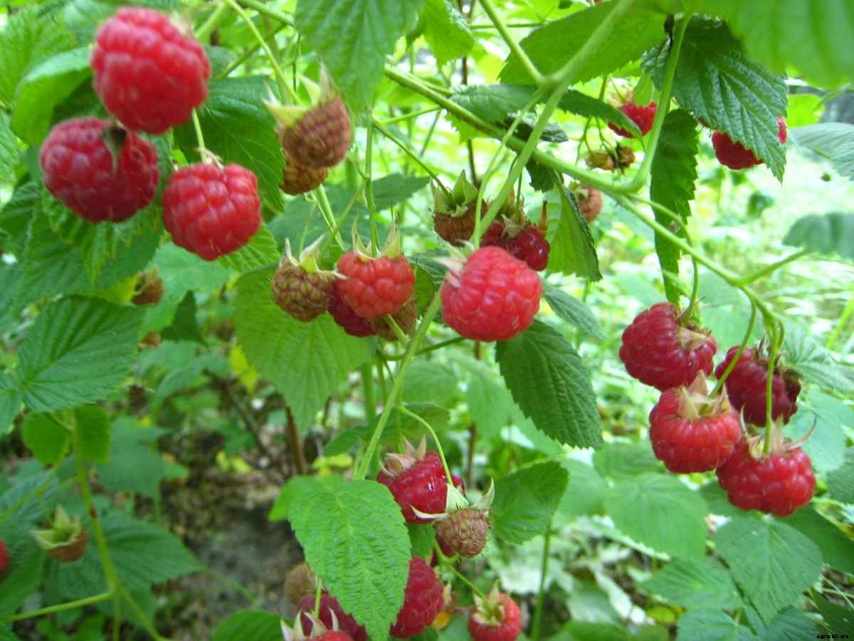 Growing Raspberries Indoors in Pots (Containers)
