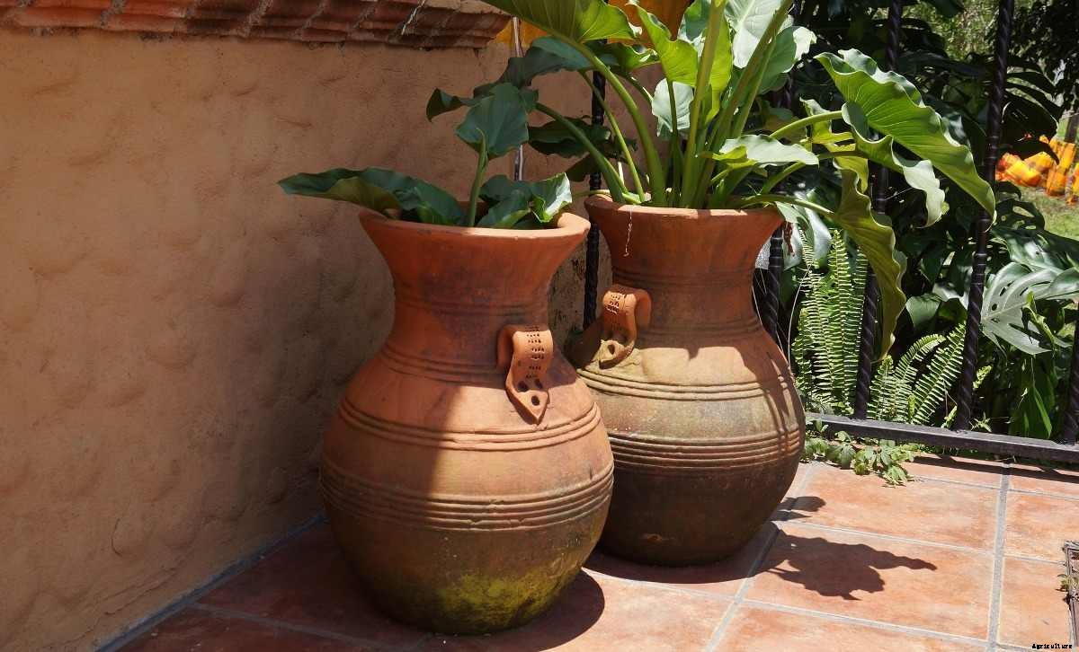 Organic Terrace Gardening – a Full Guide