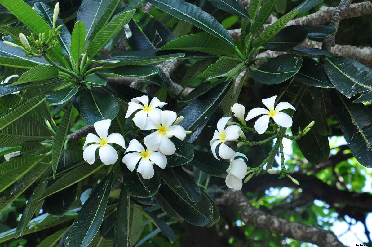 Growing Plumeria (Champa/Frangipani) at Home