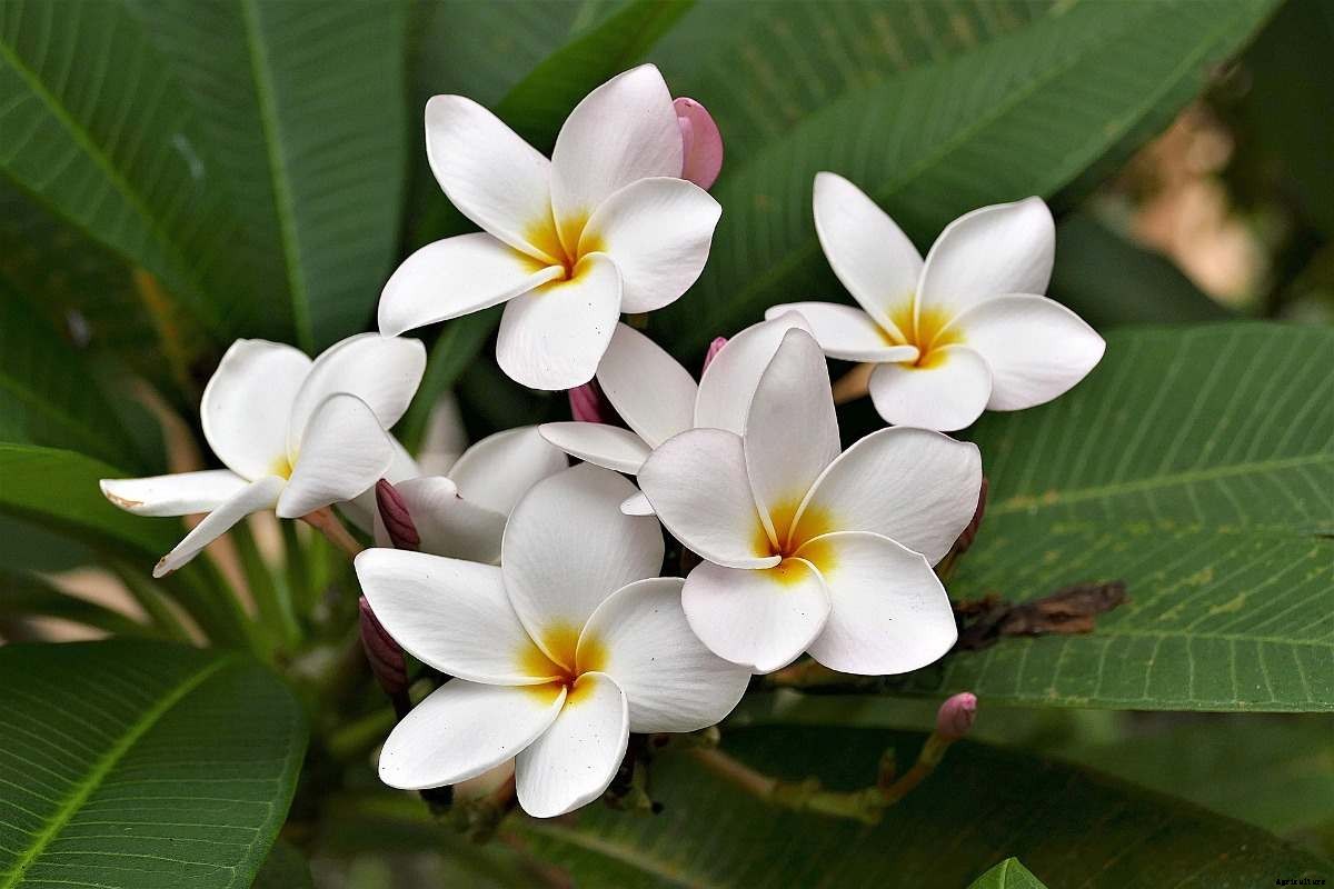 Growing Plumeria (Champa/Frangipani) at Home