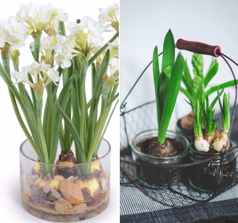 Growing Bulbs in Glass Vase – a Full Guide