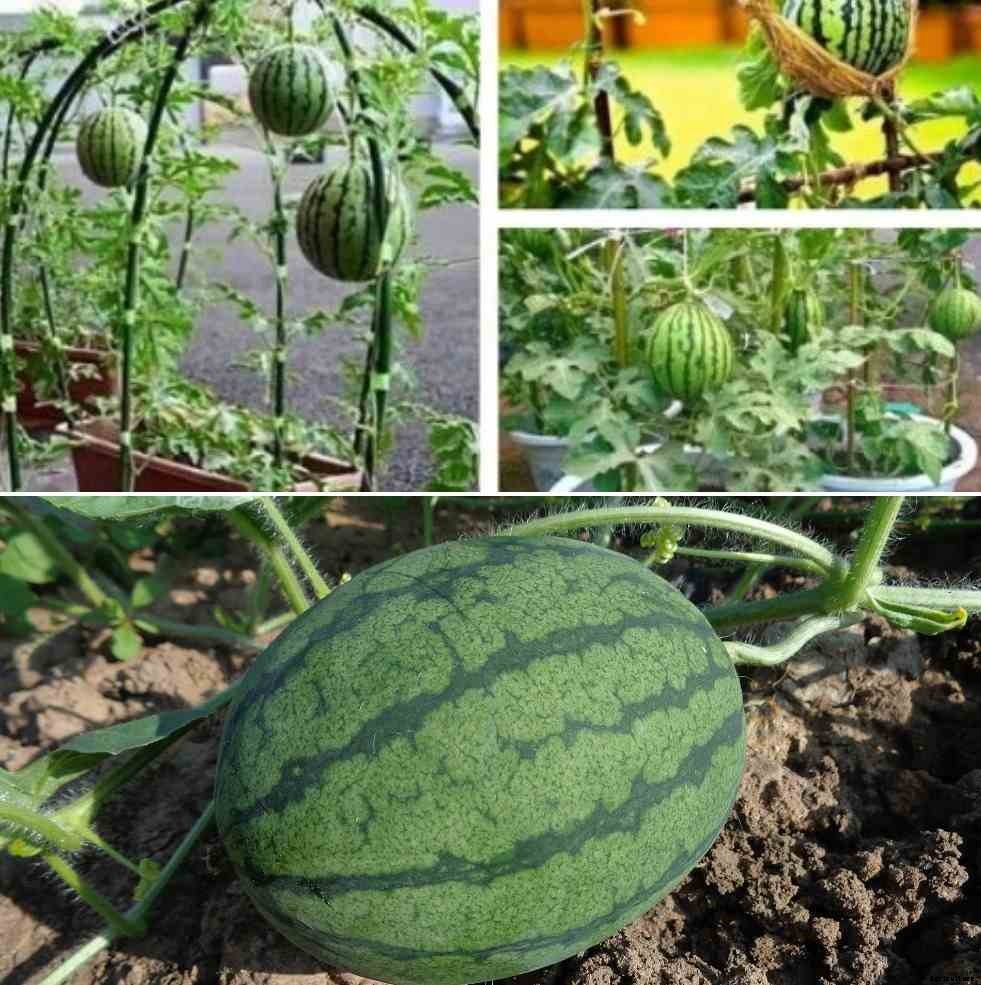 Growing Watermelon in Pots from Seeds – a Full Guide