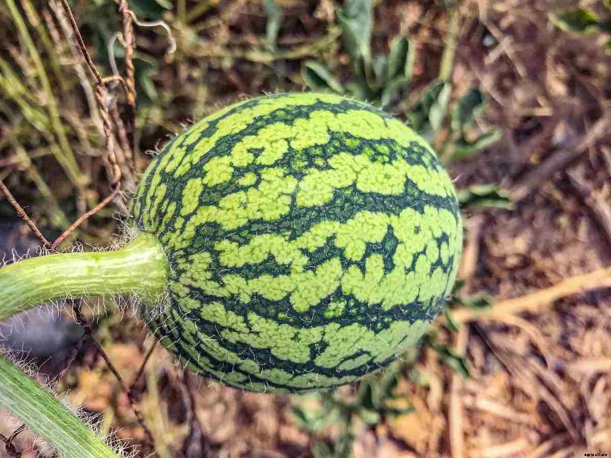 Growing Watermelon in Pots from Seeds – a Full Guide