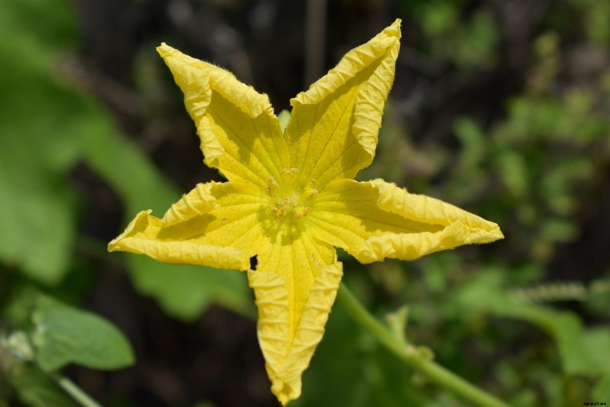 Growing Ridge Gourd in Pots (Turai) from Seed