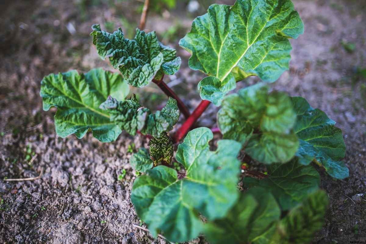 Growing Rhubarb from Seeds at Home – a Full Guide