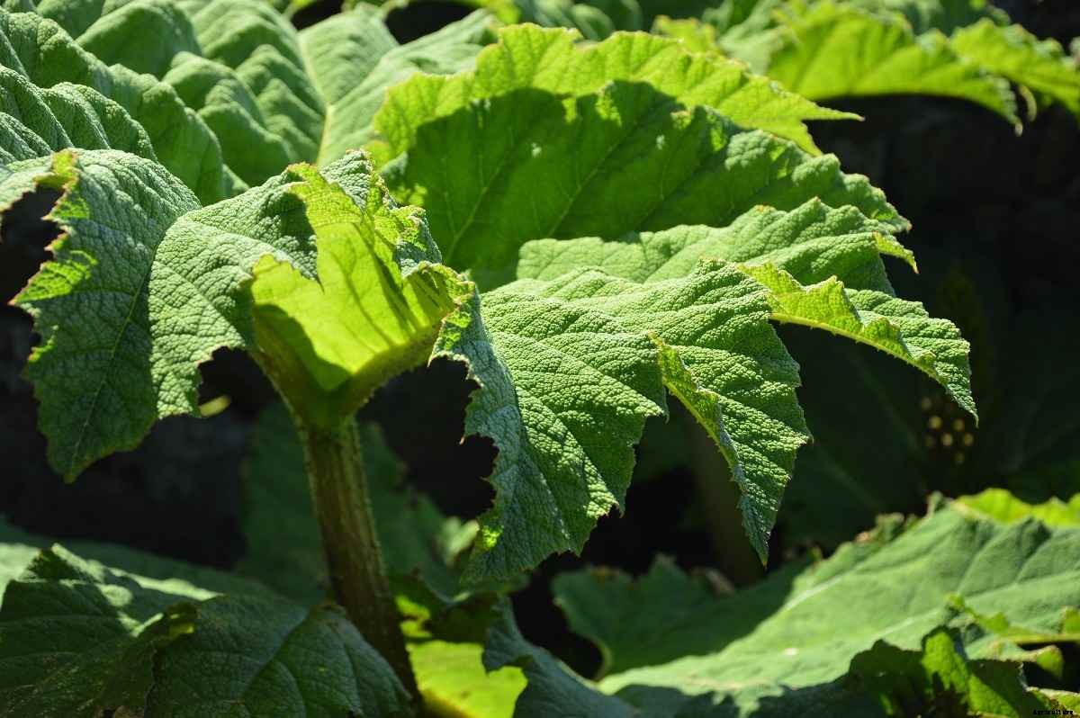 Growing Rhubarb from Seeds at Home – a Full Guide