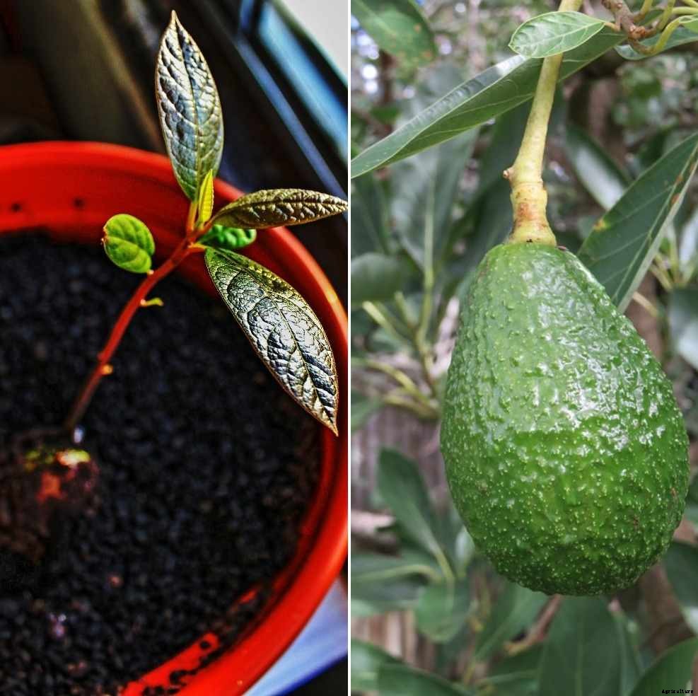 Growing Avocado in Containers/Indoors – a Full Guide