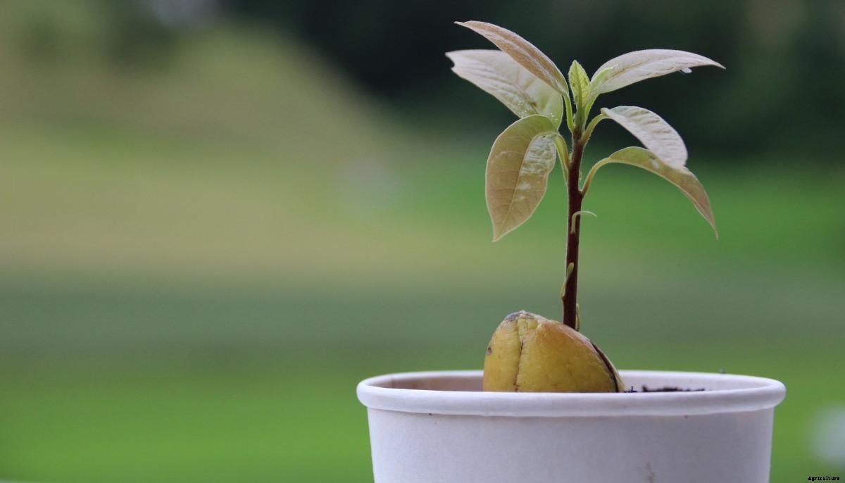 Growing Avocado in Containers/Indoors – a Full Guide
