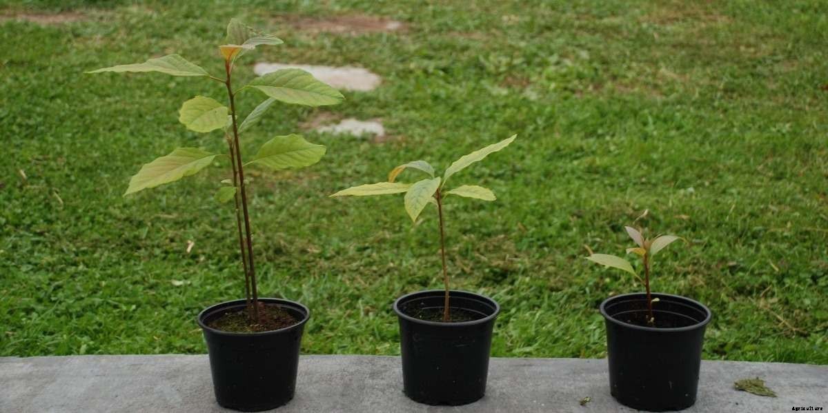 Growing Avocado in Containers/Indoors – a Full Guide