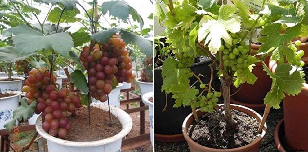 Growing Grapes in Pots from Seed and Cuttings