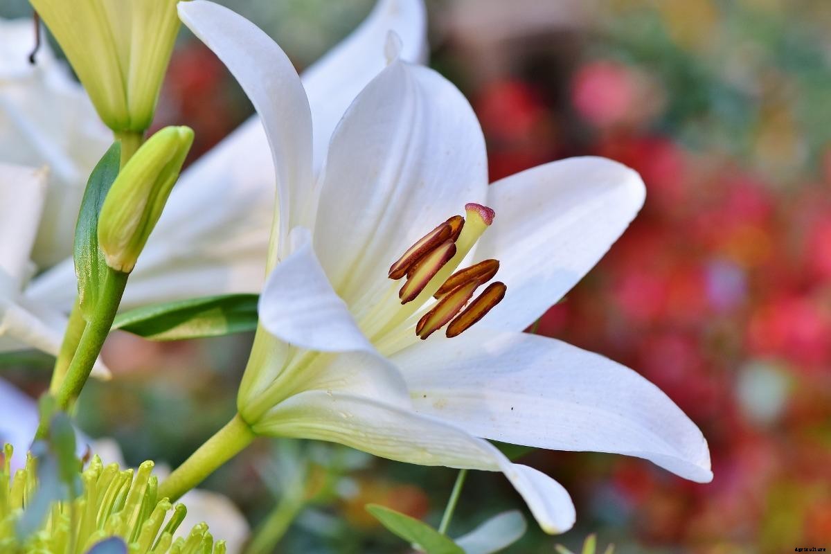 Growing Lilies in Pots from Bulbs, Types of Lilies