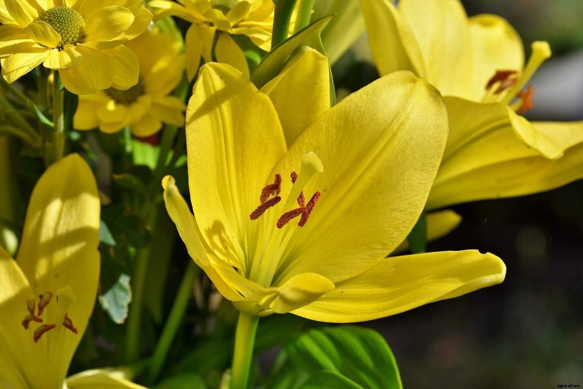 Growing Lilies in Pots from Bulbs, Types of Lilies
