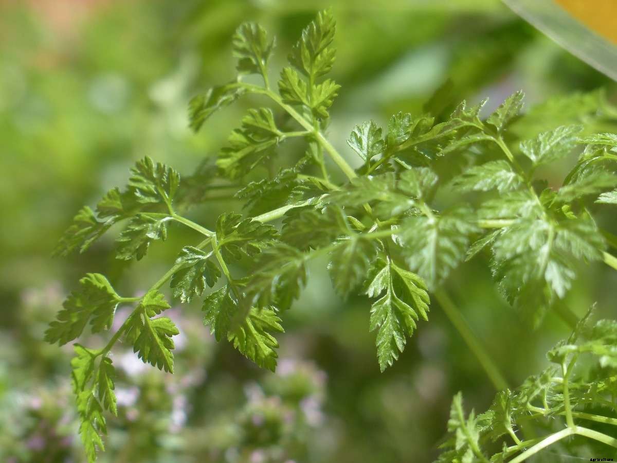 Growing Chervil in Pots from Seed – a Full Guide