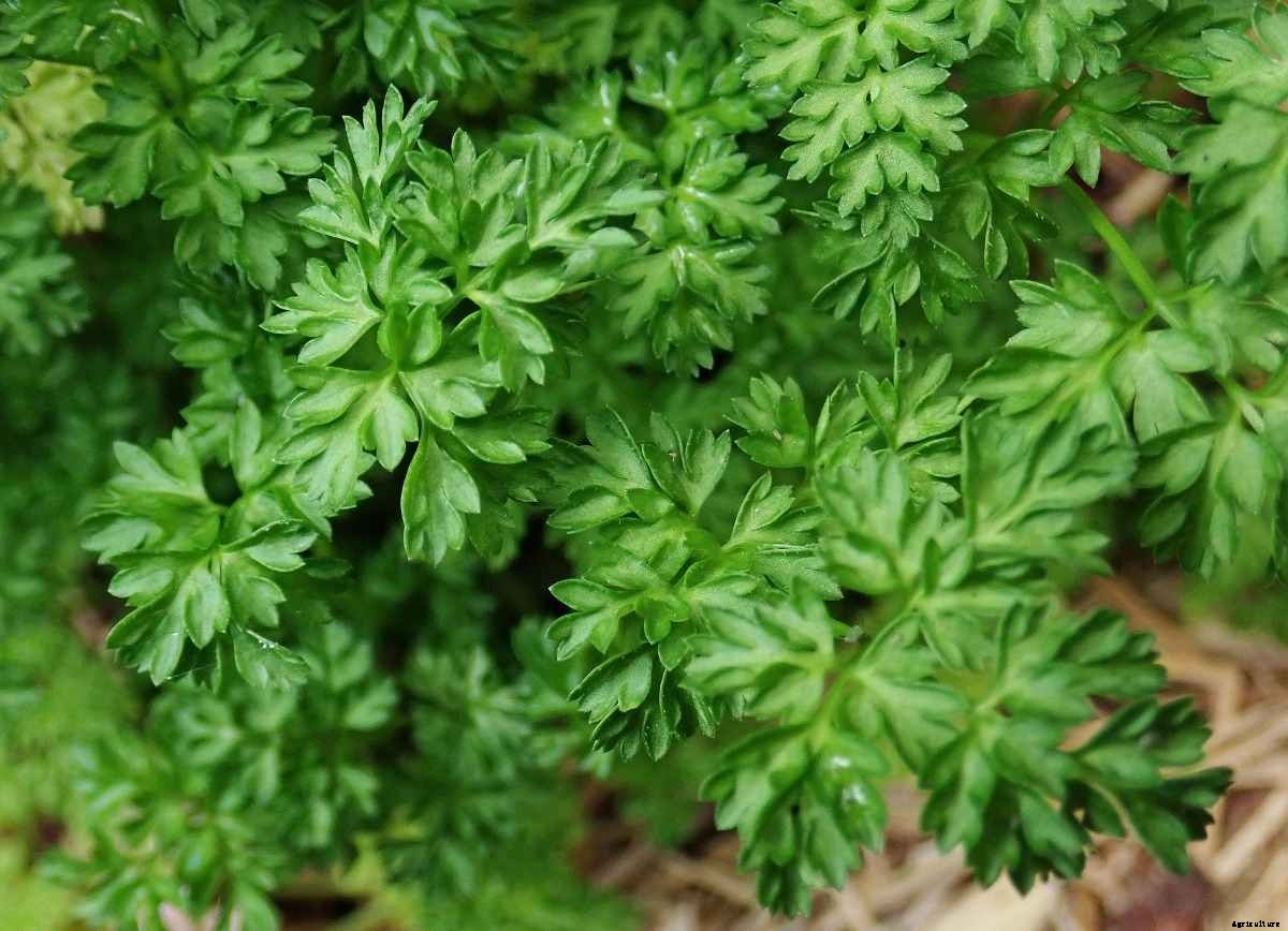 Growing Chervil in Pots from Seed – a Full Guide