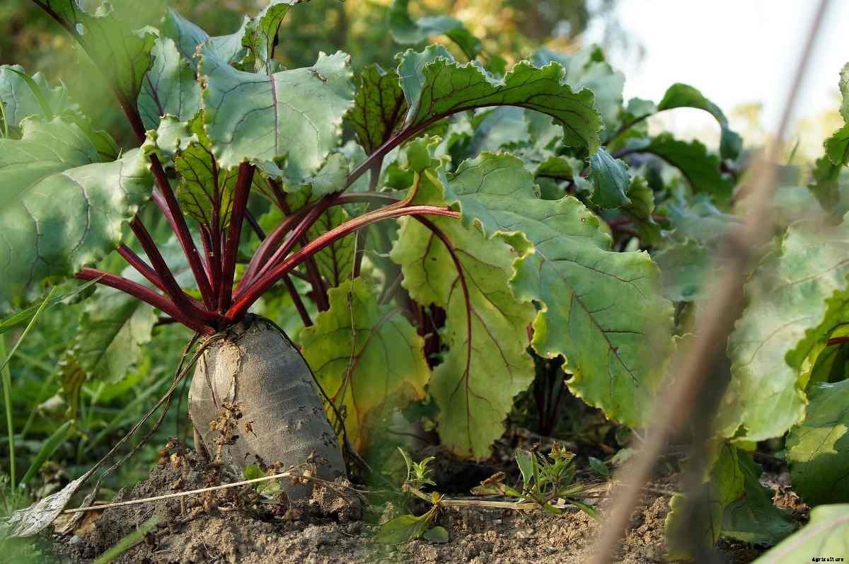Growing Vegetables in Shade – a Full Guide