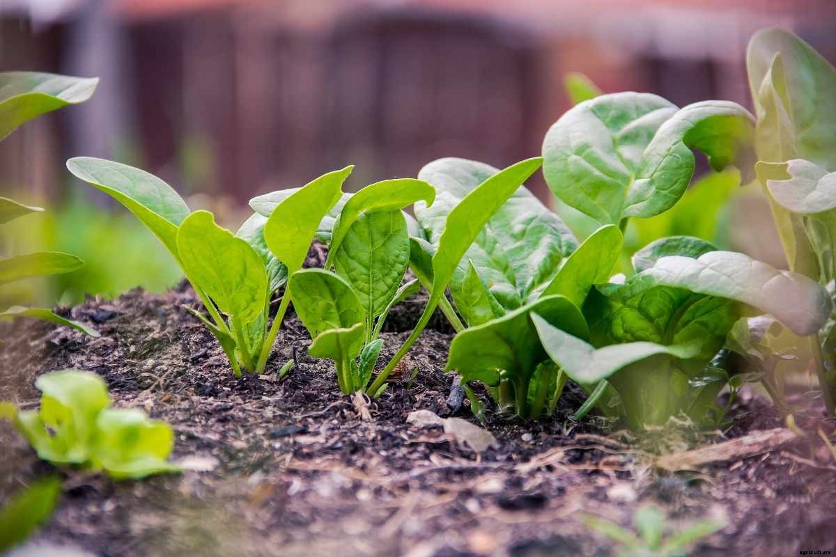 Growing Vegetables in Shade – a Full Guide
