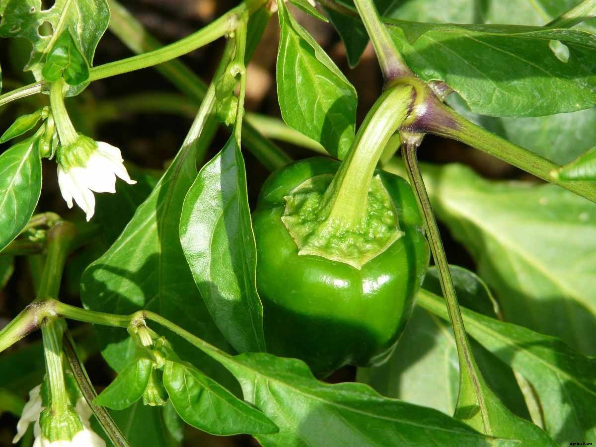 Pepper Varieties to Grow at Home (Chilli) – a Full Guide