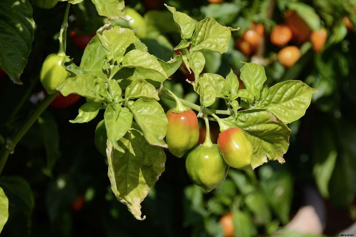 Pepper Varieties to Grow at Home (Chilli) – a Full Guide