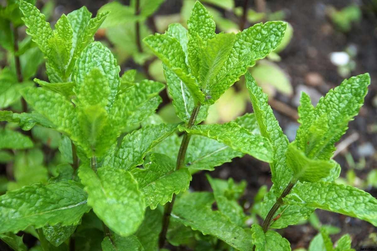 Growing Herbs in Shade – a Full Guide