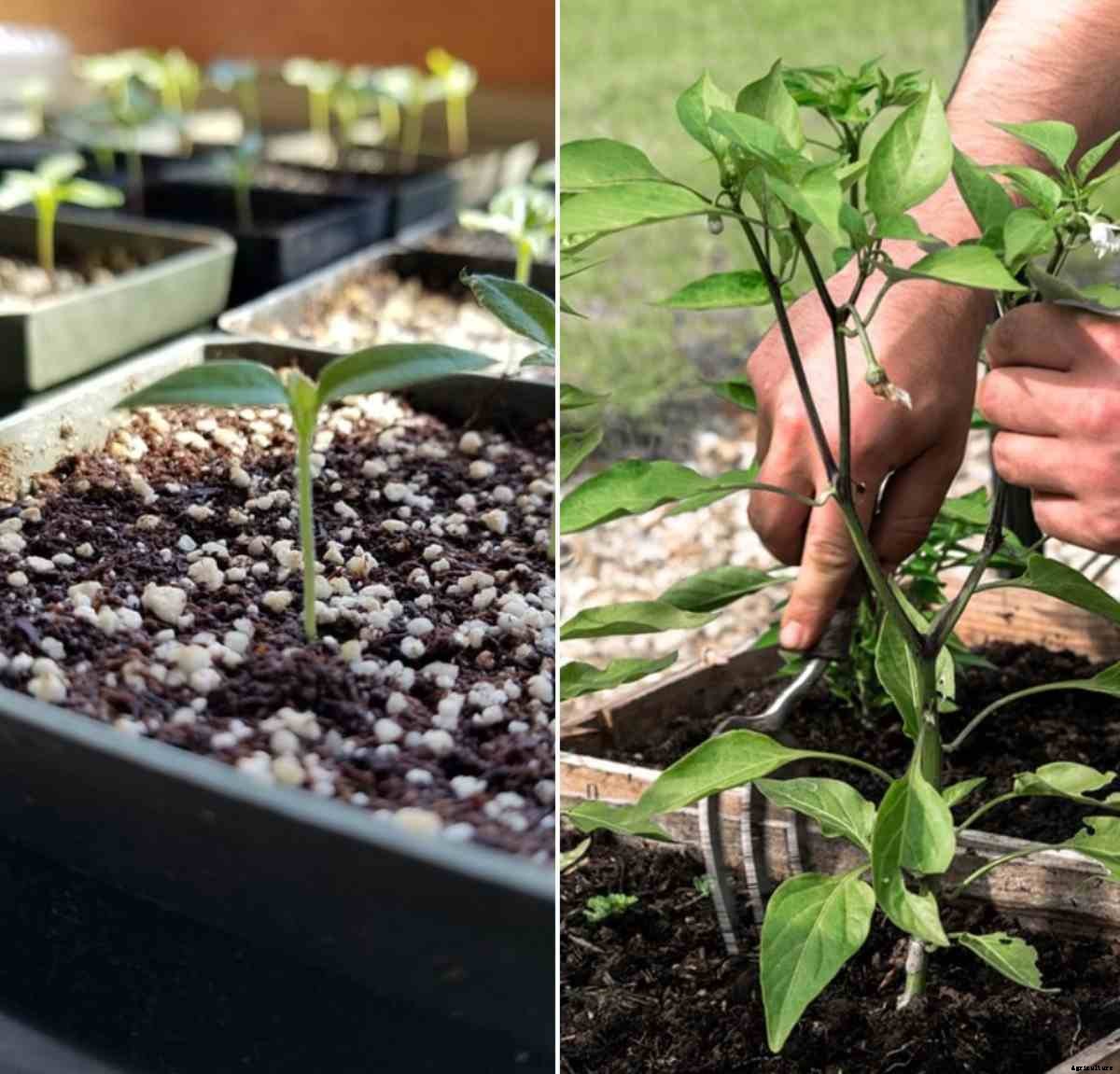 Growing Peppers in Pots from Seed, and Cuttings