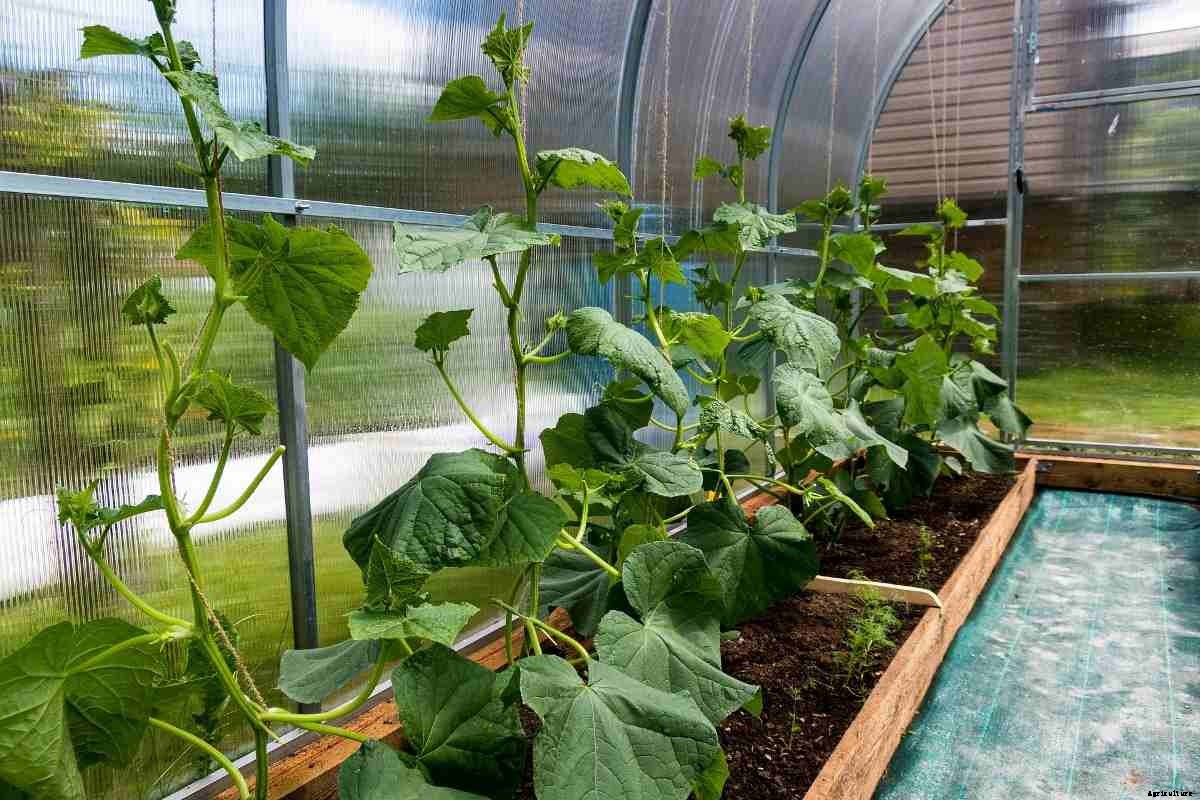 Growing Cucumbers in Pots from Seed, Cucumber Care