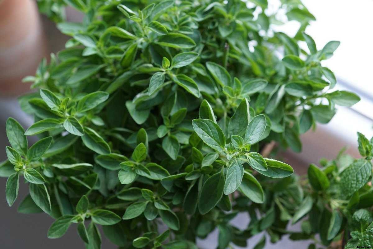 Growing Herbs Indoors from Seeds – a Full Guide