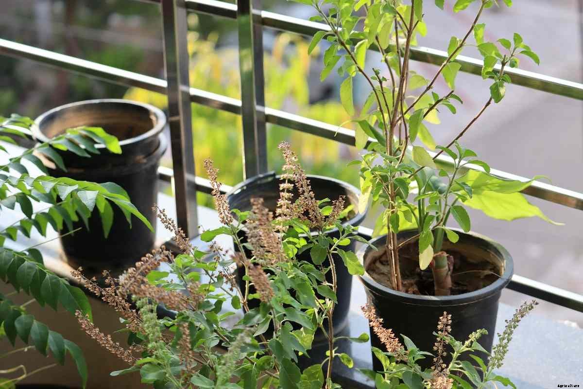 Growing Herbs Indoors from Seeds – a Full Guide