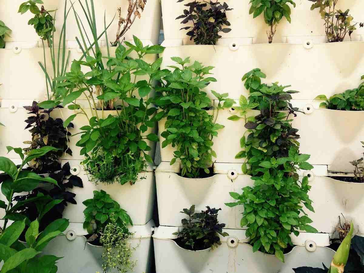 Growing Herbs Indoors from Seeds – a Full Guide