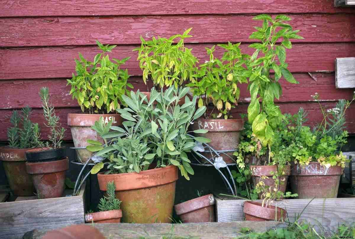 Growing Herbs Indoors from Seeds – a Full Guide
