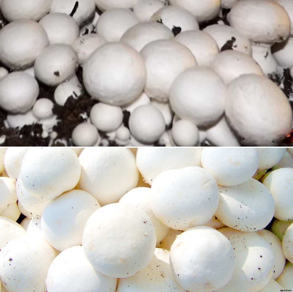 Growing Button Mushrooms at Home – a Full Guide