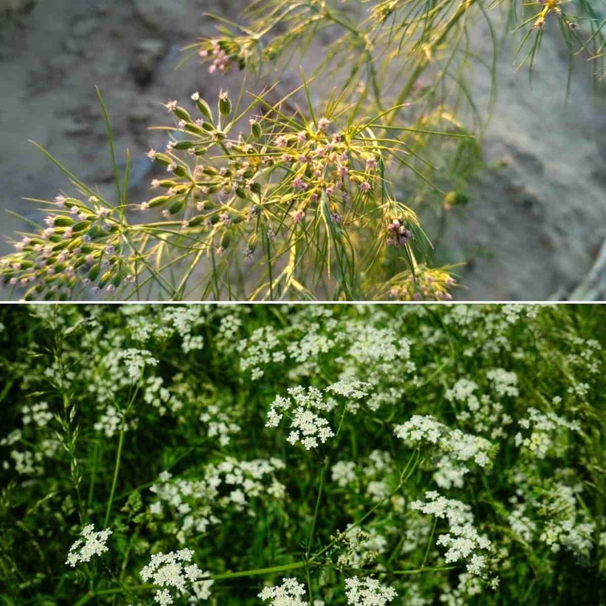 Growing Cumin in Pots (Jeera) – a Full Guide