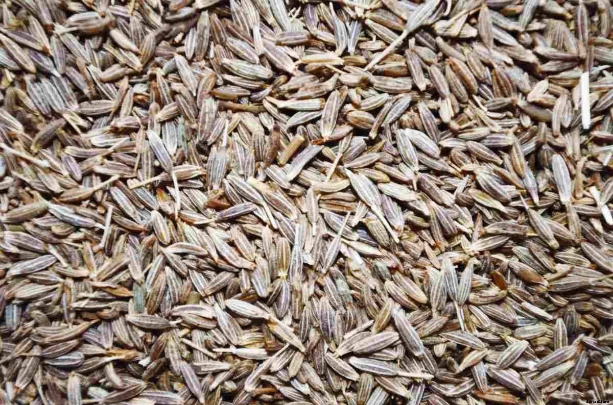 Growing Cumin in Pots (Jeera) – a Full Guide