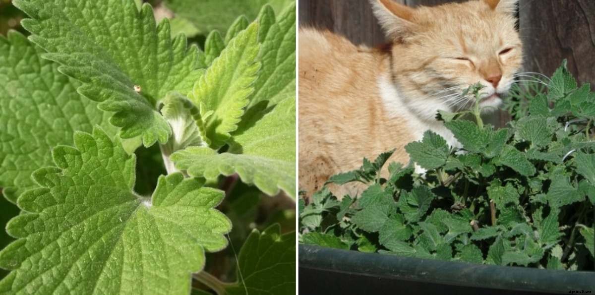 Growing Catnip in Pots from Seed, Cuttings – a Full Guide