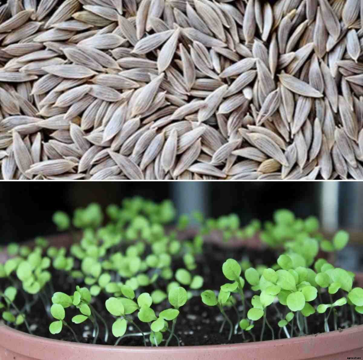 Lettuce Seed Germination, Period, Temperature, Process