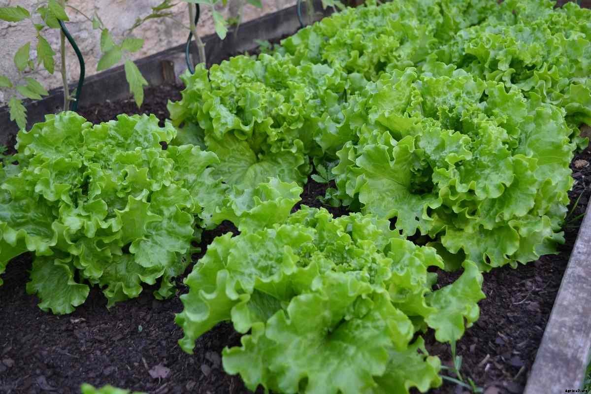 Lettuce Seed Germination, Period, Temperature, Process